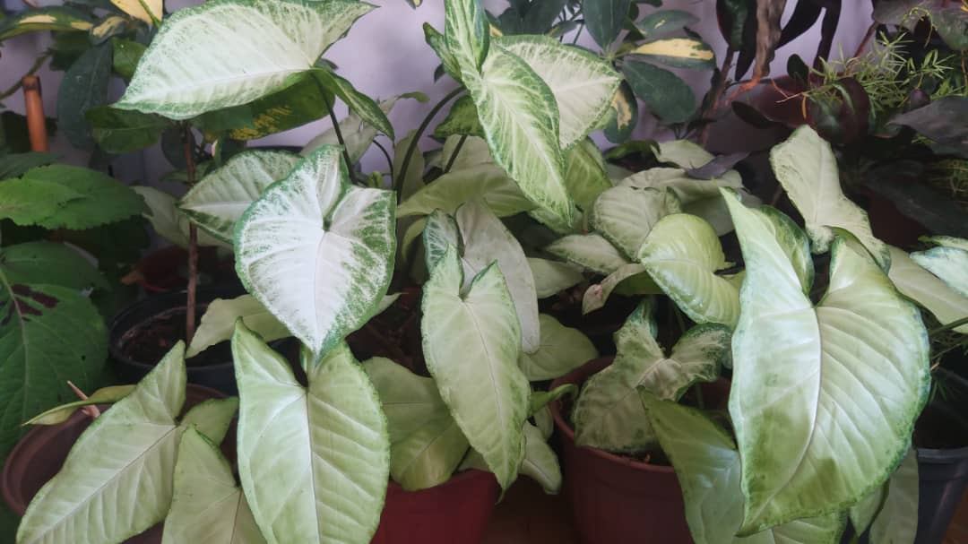 نبات اجر البطة